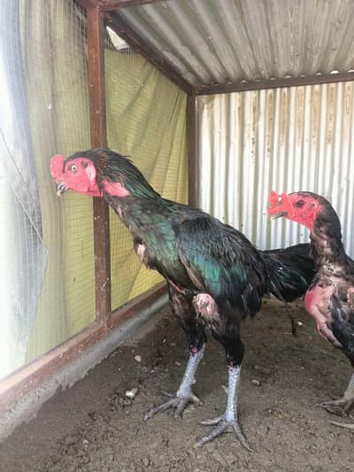 thai adult pir r blqck shamo patha pathi pair for sale