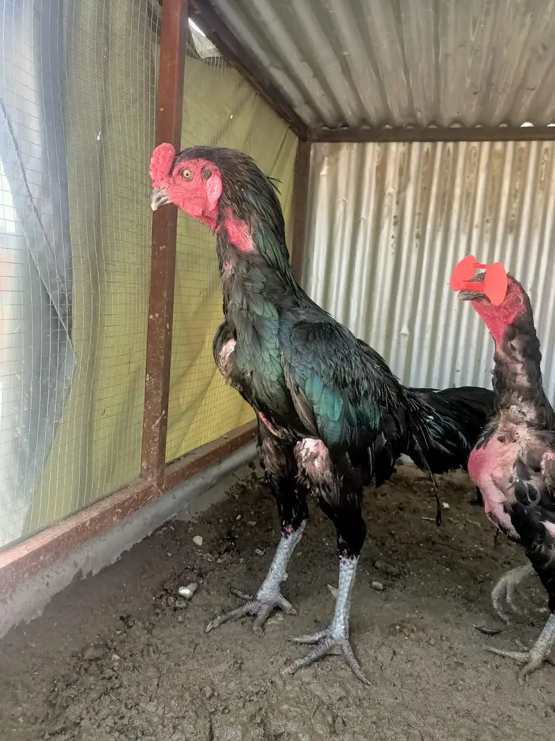 thai adult pir r blqck shamo patha pathi pair for sale — photo 2