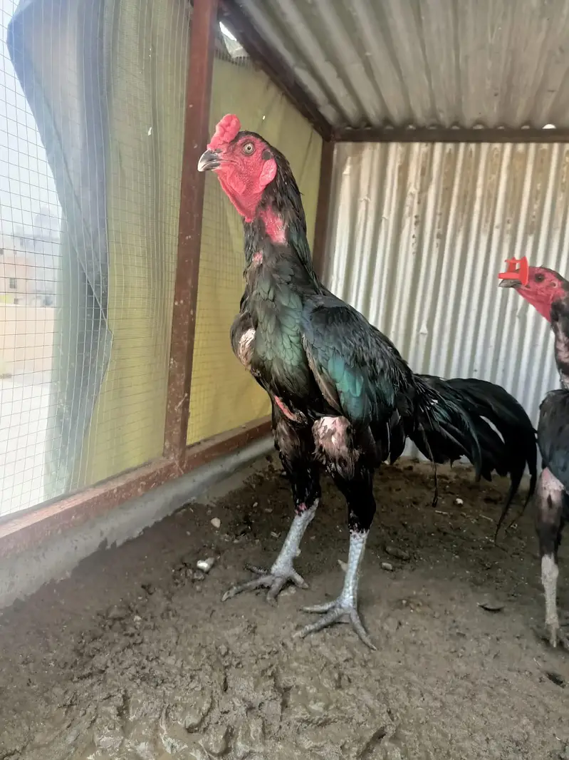 thai adult pir r blqck shamo patha pathi pair for sale — photo 3