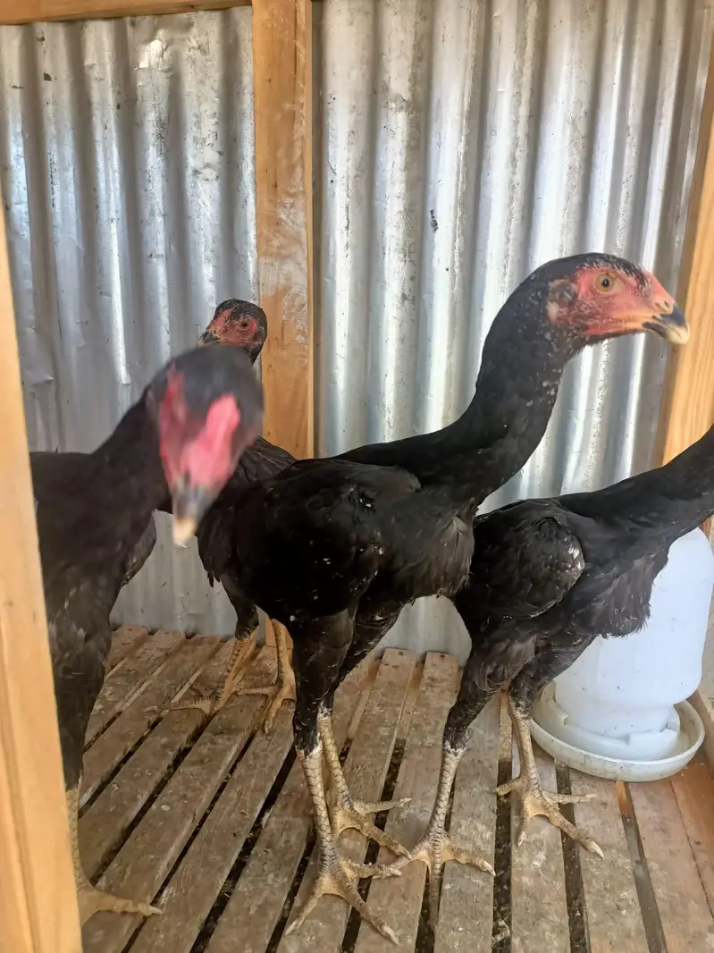 thai adult pir r blqck shamo patha pathi pair for sale — photo 5