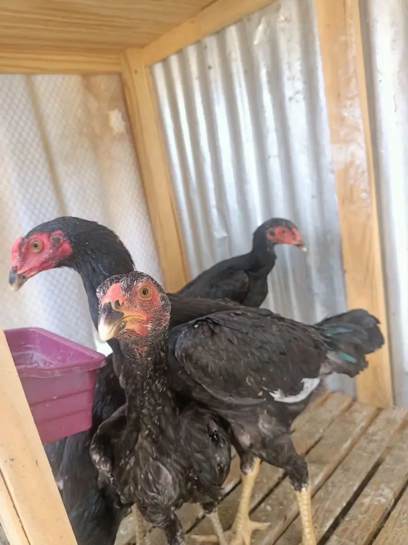 thai adult pir r blqck shamo patha pathi pair for sale — photo 7