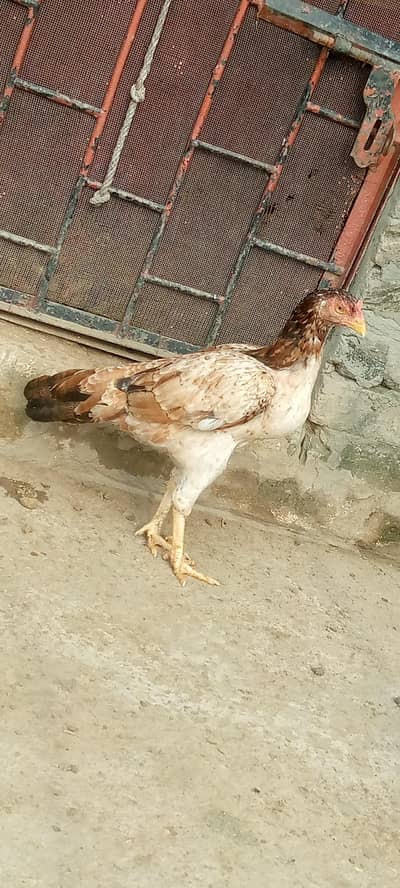 pure aseel mianwali female