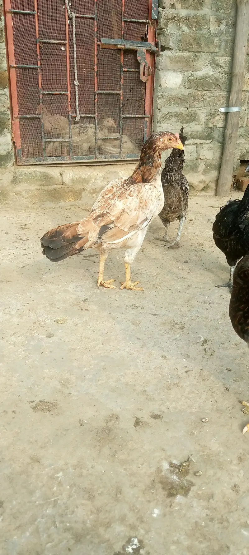 pure aseel mianwali female — photo 2