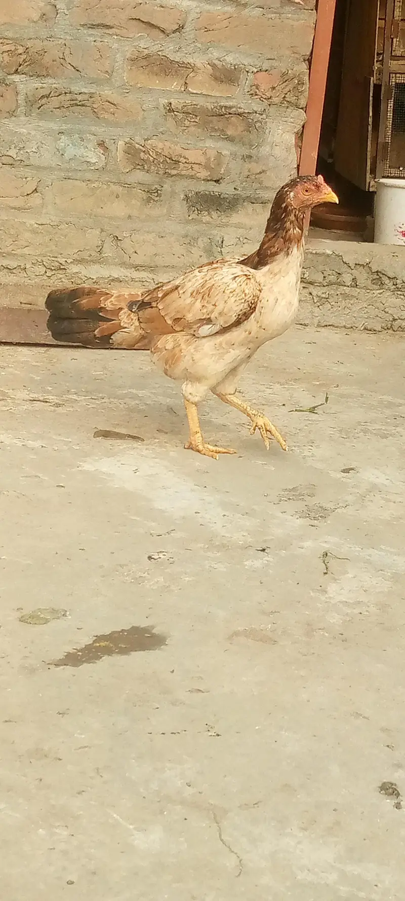 pure aseel mianwali female — photo 3