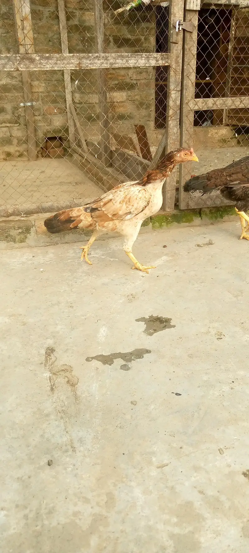 pure aseel mianwali female — photo 4
