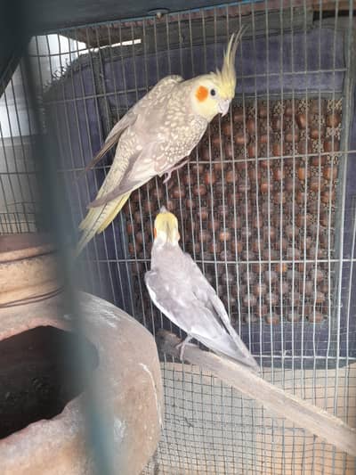 Read Full Ad- Cockatail Pair - Urgent Sale