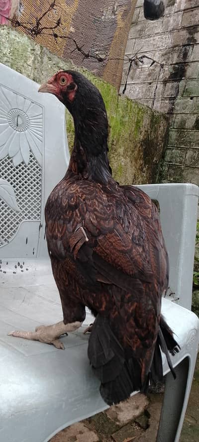 Hen sale