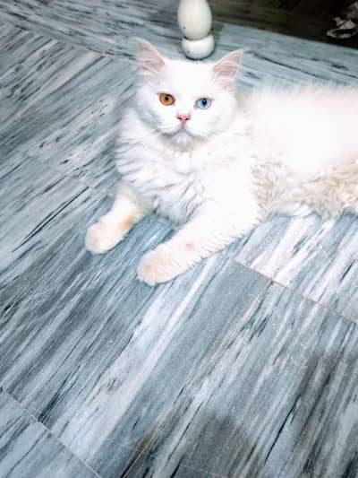 odd eye male Persian cat