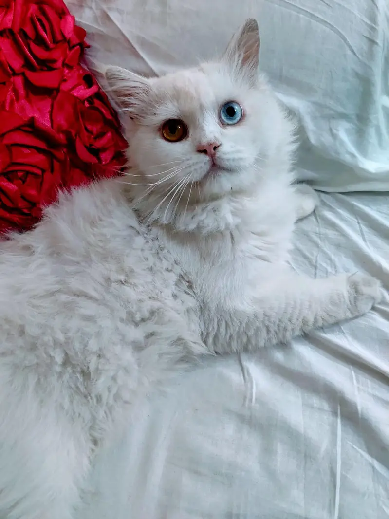odd eye male Persian cat — photo 2