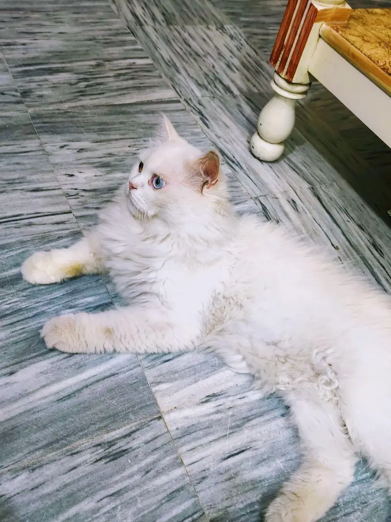 odd eye male Persian cat — photo 3