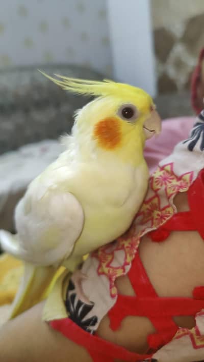Hand Tamed RARE Cocktiel Bite Free Totally Tame Freindly