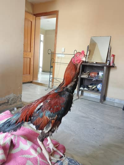 rooster for sale