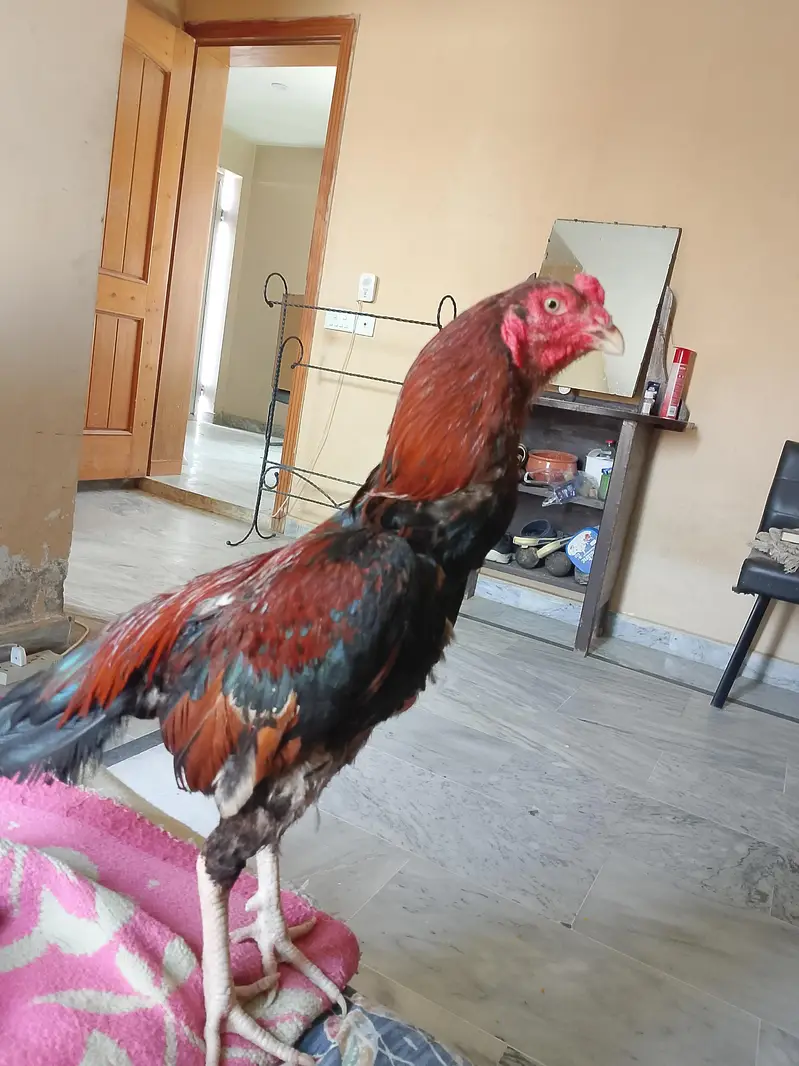 rooster for sale — photo 2