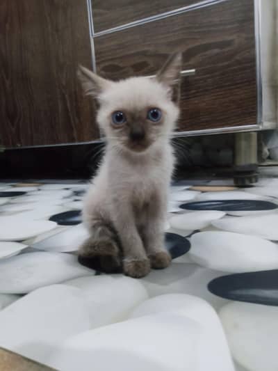 Thiland Siamese Baby cat with beautiful blue eyes