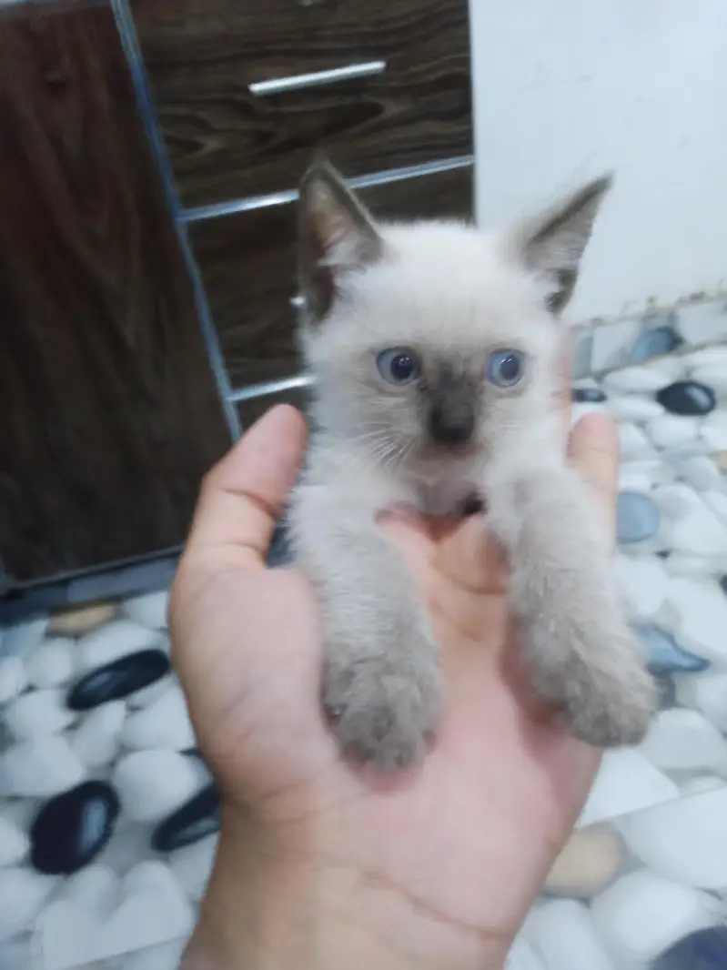 Thiland Siamese Baby cat with beautiful blue eyes — photo 2