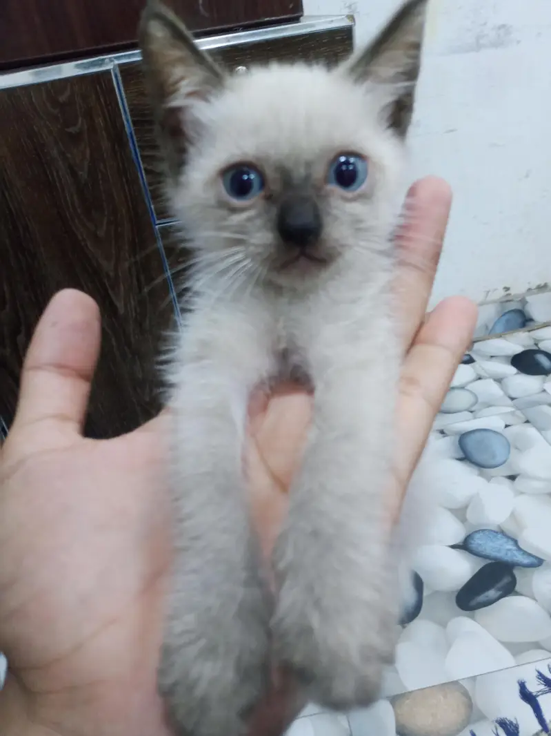 Thiland Siamese Baby cat with beautiful blue eyes — photo 3