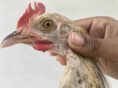  3 Healthy Chicks for Sale – Rs. 1,500 | Garden Town, MultanDesi bre