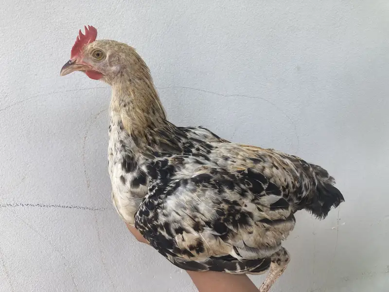  3 Healthy Chicks for Sale – Rs. 1,500 | Garden Town, MultanDesi bre — photo 2