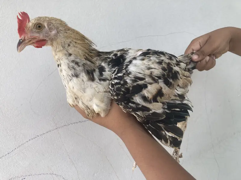 3 Healthy Chicks for Sale – Rs. 1,500 | Garden Town, MultanDesi bre — photo 3