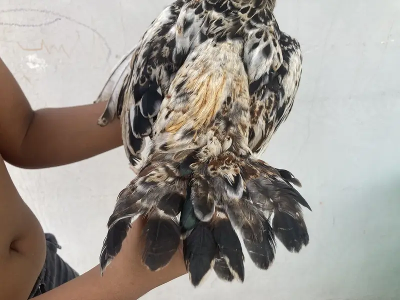  3 Healthy Chicks for Sale – Rs. 1,500 | Garden Town, MultanDesi bre — photo 4