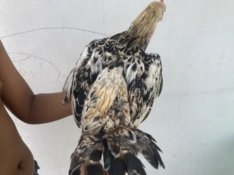  3 Healthy Chicks for Sale – Rs. 1,500 | Garden Town, MultanDesi bre — photo 5