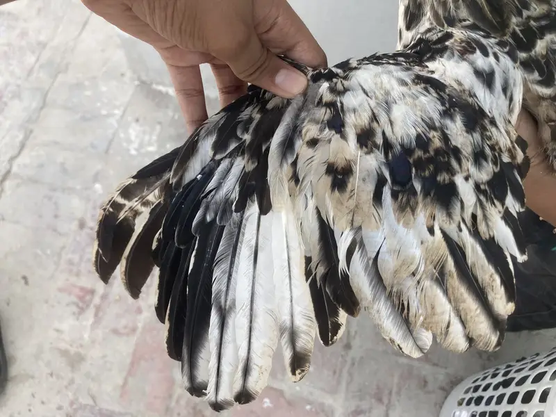 3 Healthy Chicks for Sale – Rs. 1,500 | Garden Town, MultanDesi bre — photo 7