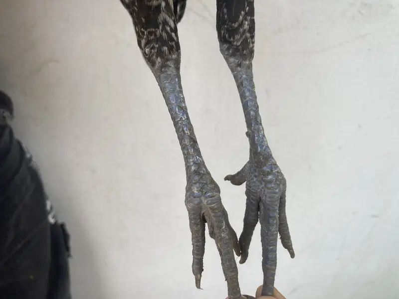  3 Healthy Chicks for Sale – Rs. 1,500 | Garden Town, MultanDesi bre — photo 8