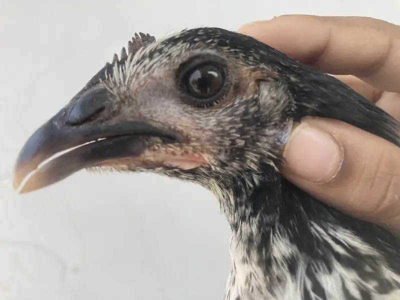  3 Healthy Chicks for Sale – Rs. 1,500 | Garden Town, MultanDesi bre — photo 9