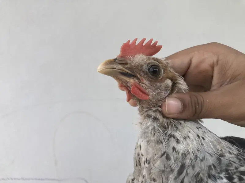  3 Healthy Chicks for Sale – Rs. 1,500 | Garden Town, MultanDesi bre — photo 11