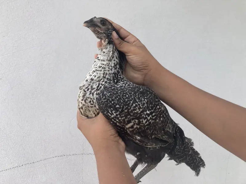 3 Healthy Chicks for Sale – Rs. 1,500 | Garden Town, MultanDesi bre — photo 12