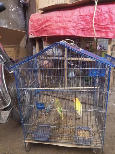 Birds cage for sale