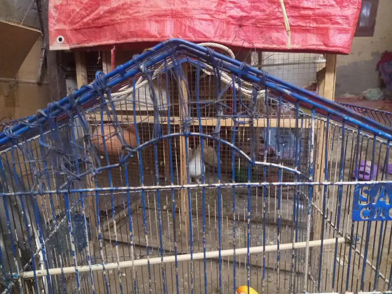 Birds cage for sale — photo 2