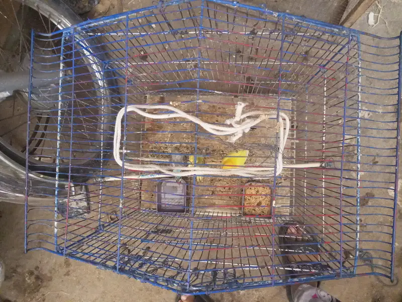 Birds cage for sale — photo 3