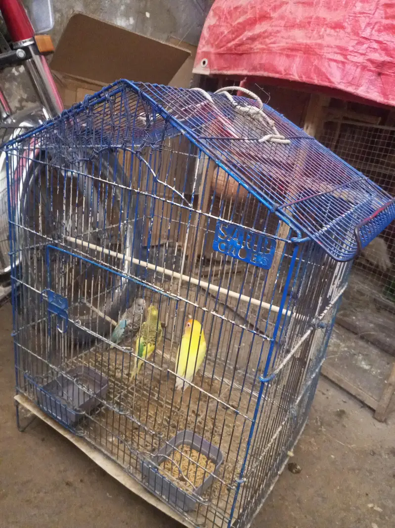 Birds cage for sale — photo 4