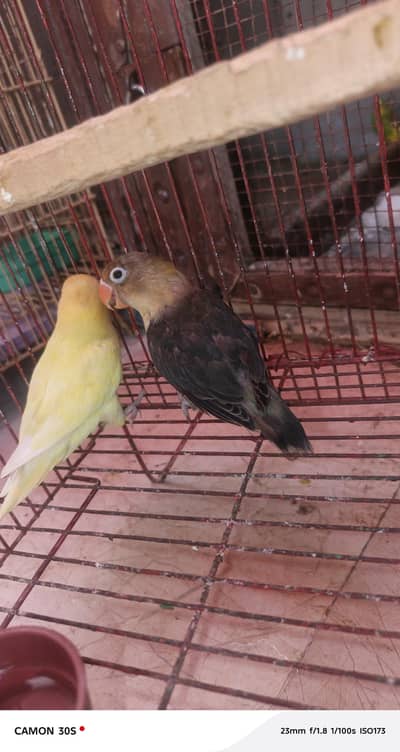 Healthy Parrot Pair For Sale"