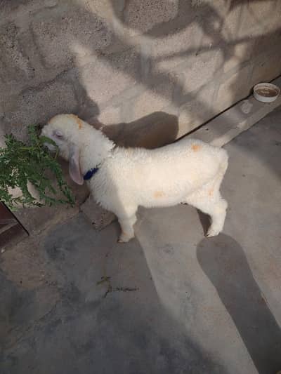 DUMBA FOR SALE. . . BEST FOR QURBANI 2027