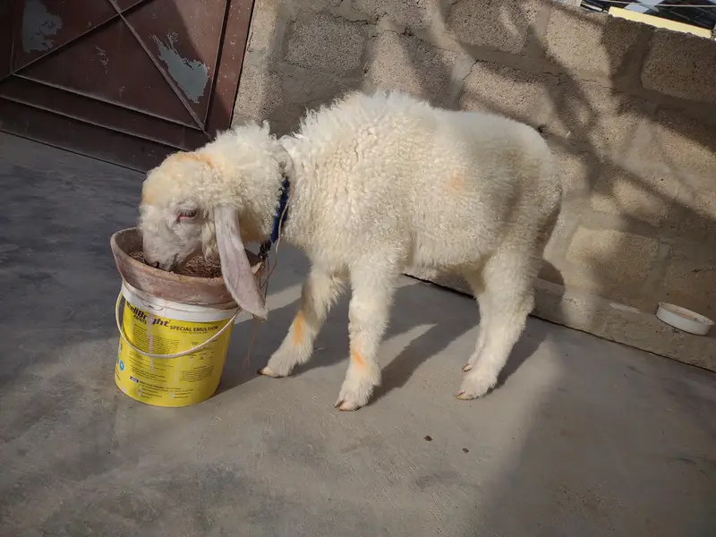 DUMBA FOR SALE. . . BEST FOR QURBANI 2027 — photo 2