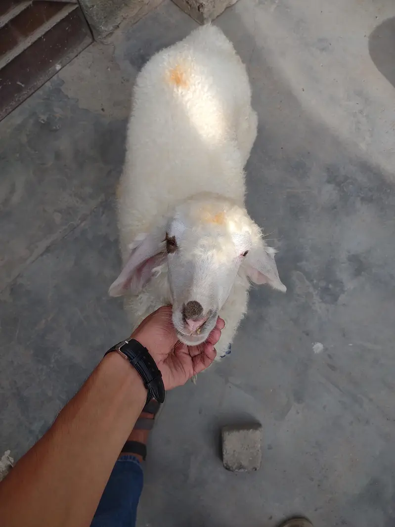 DUMBA FOR SALE. . . BEST FOR QURBANI 2027 — photo 3