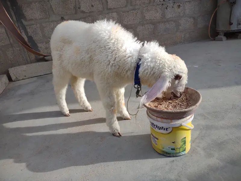 DUMBA FOR SALE. . . BEST FOR QURBANI 2027 — photo 5