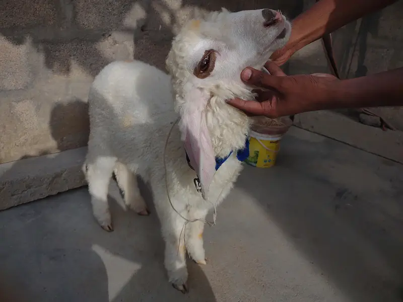 DUMBA FOR SALE. . . BEST FOR QURBANI 2027 — photo 7