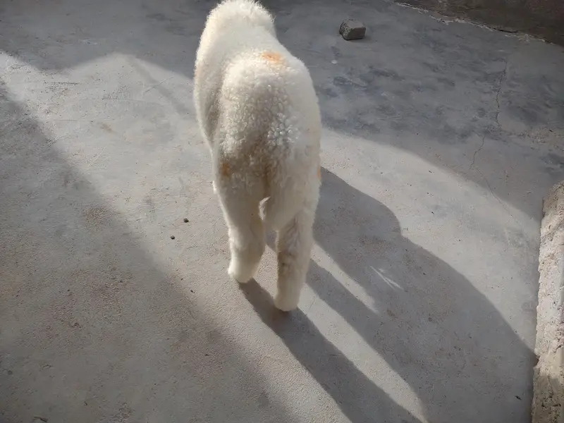 DUMBA FOR SALE. . . BEST FOR QURBANI 2027 — photo 8
