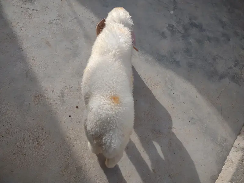 DUMBA FOR SALE. . . BEST FOR QURBANI 2027 — photo 9