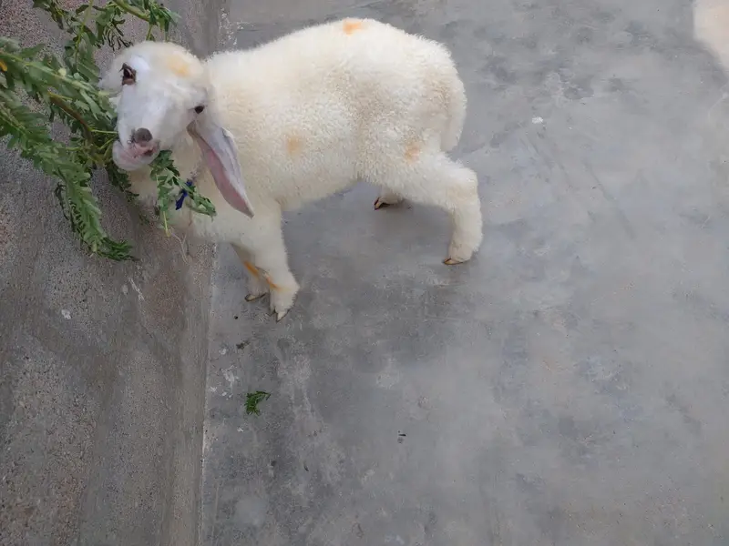 DUMBA FOR SALE. . . BEST FOR QURBANI 2027 — photo 10