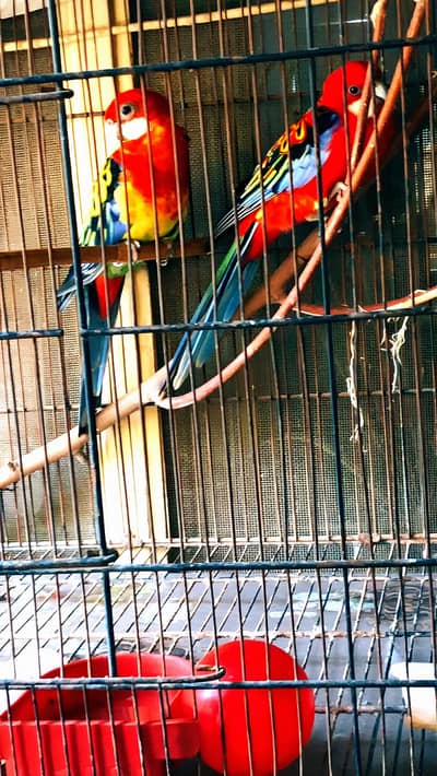 Red rosella