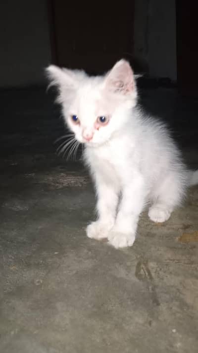 Persian Cat