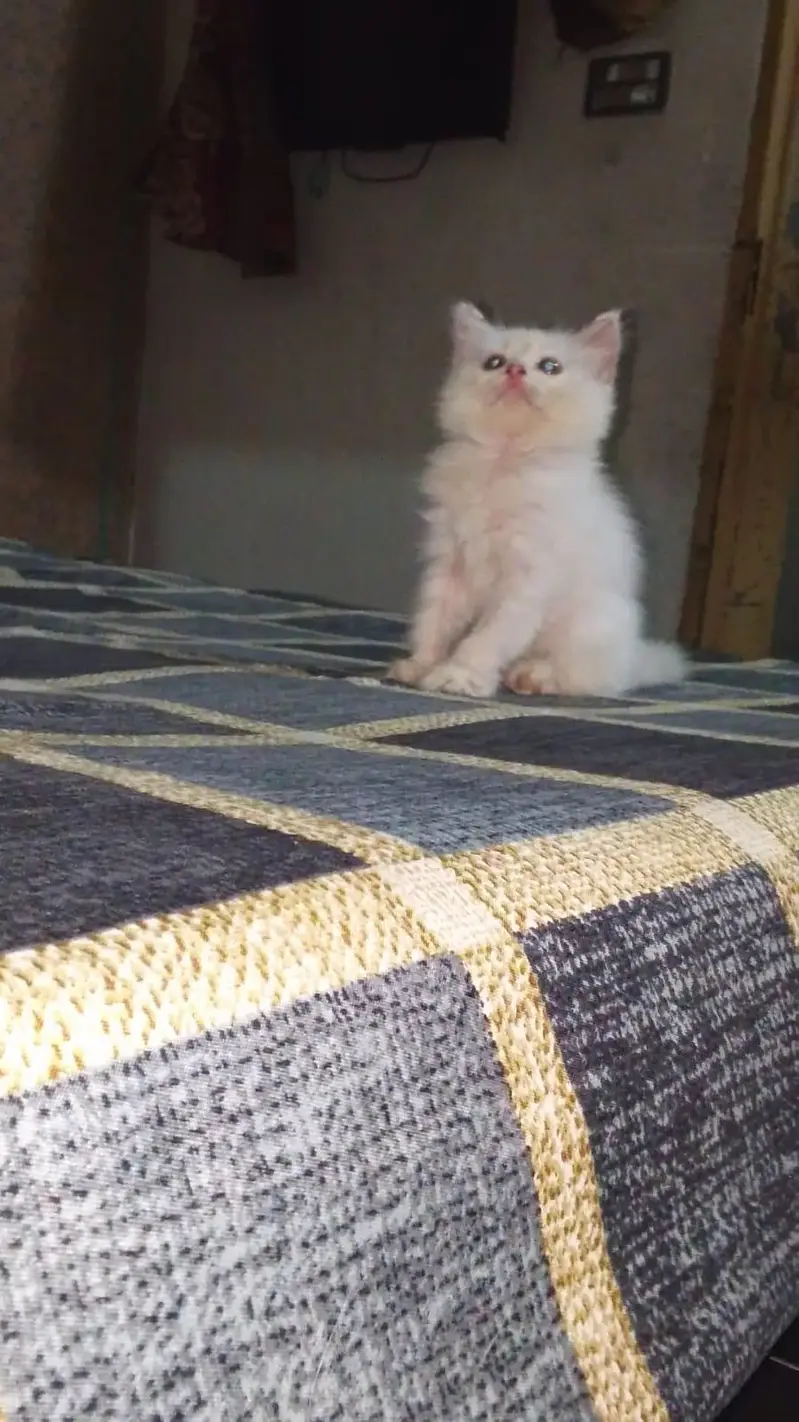 Persian Cat — photo 3