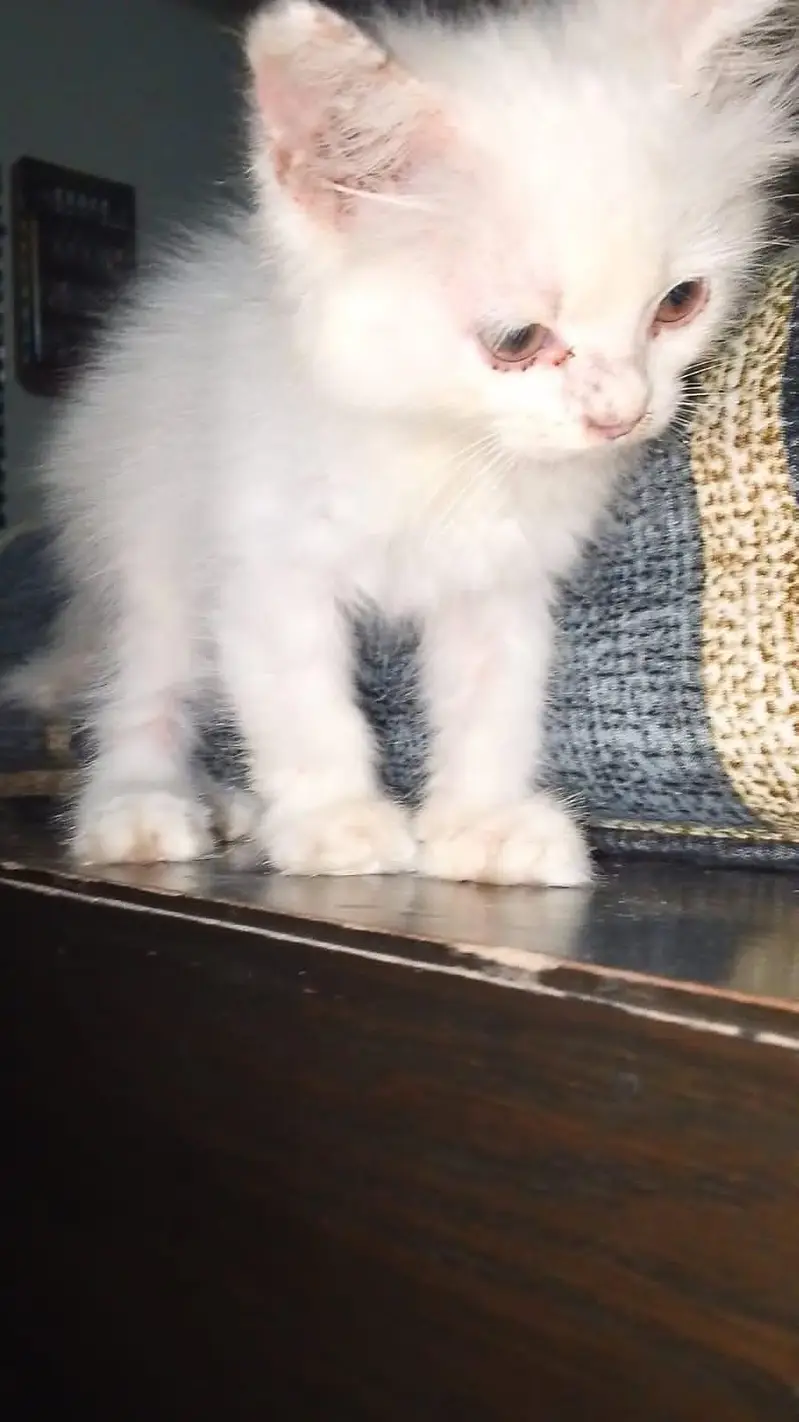 Persian Cat — photo 4