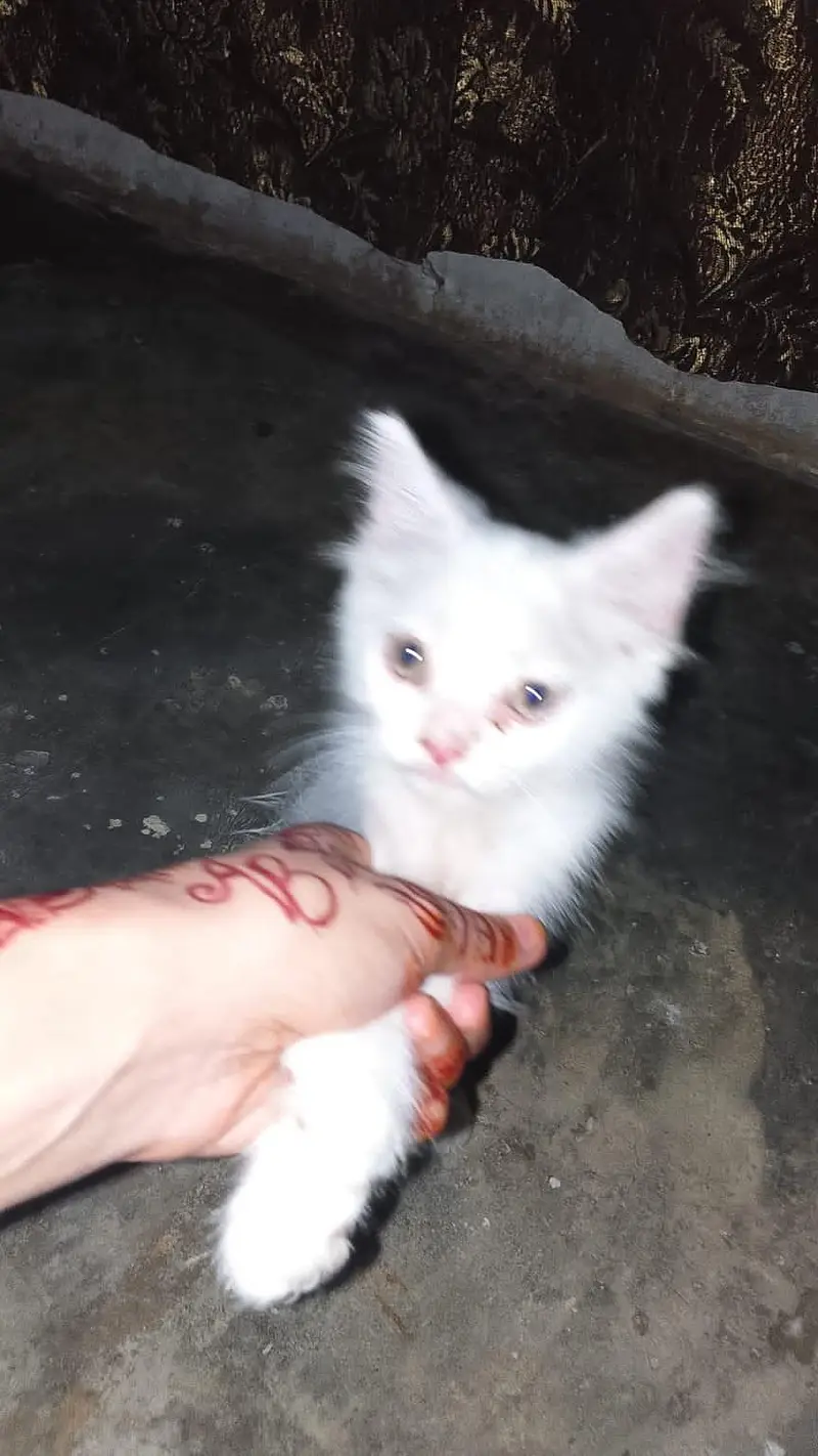 Persian Cat — photo 5