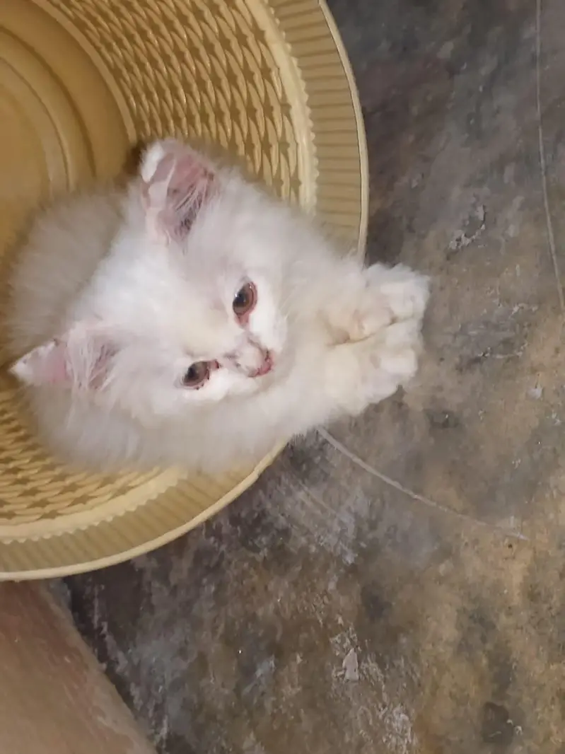 Persian Cat — photo 7