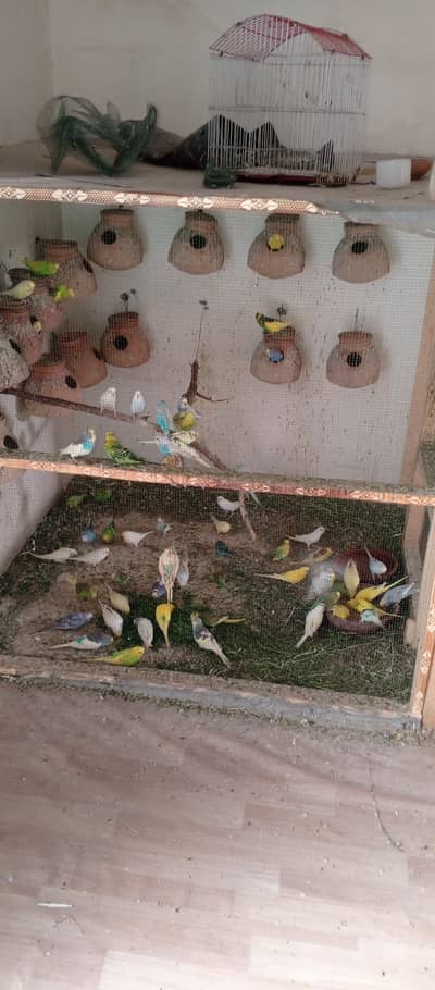 Australian parrot Pair